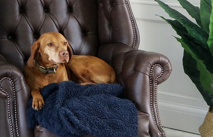 Manchester Vintage Leather Fireside Armchair